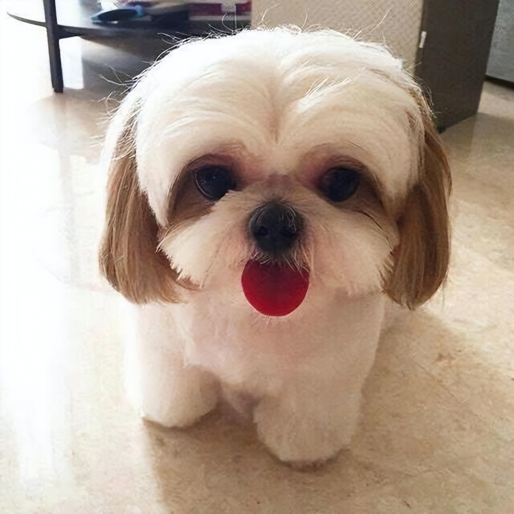 十种最好养的狗狗优缺点,十种最好养的狗狗优缺点是什么