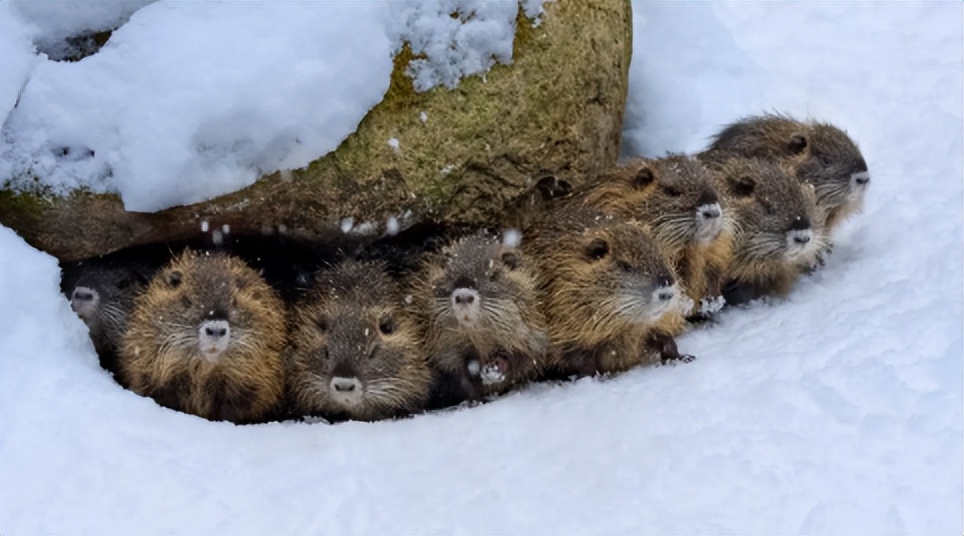 国内惊现巨型老鼠,上海巨型老鼠