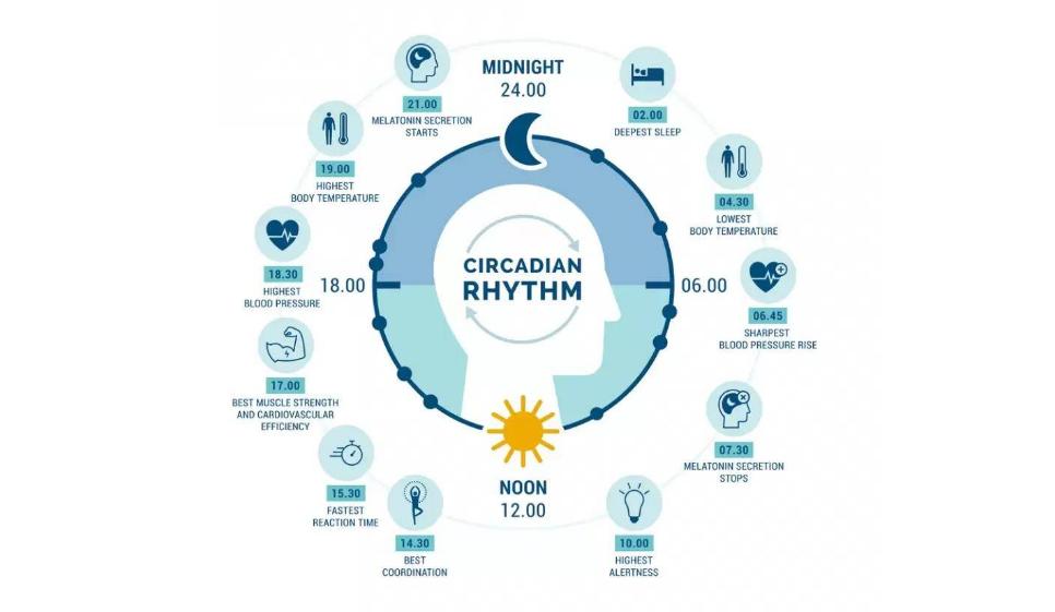 心跳快慢跟寿命有直接关系吗,心跳快慢竟与寿命长短有关吗