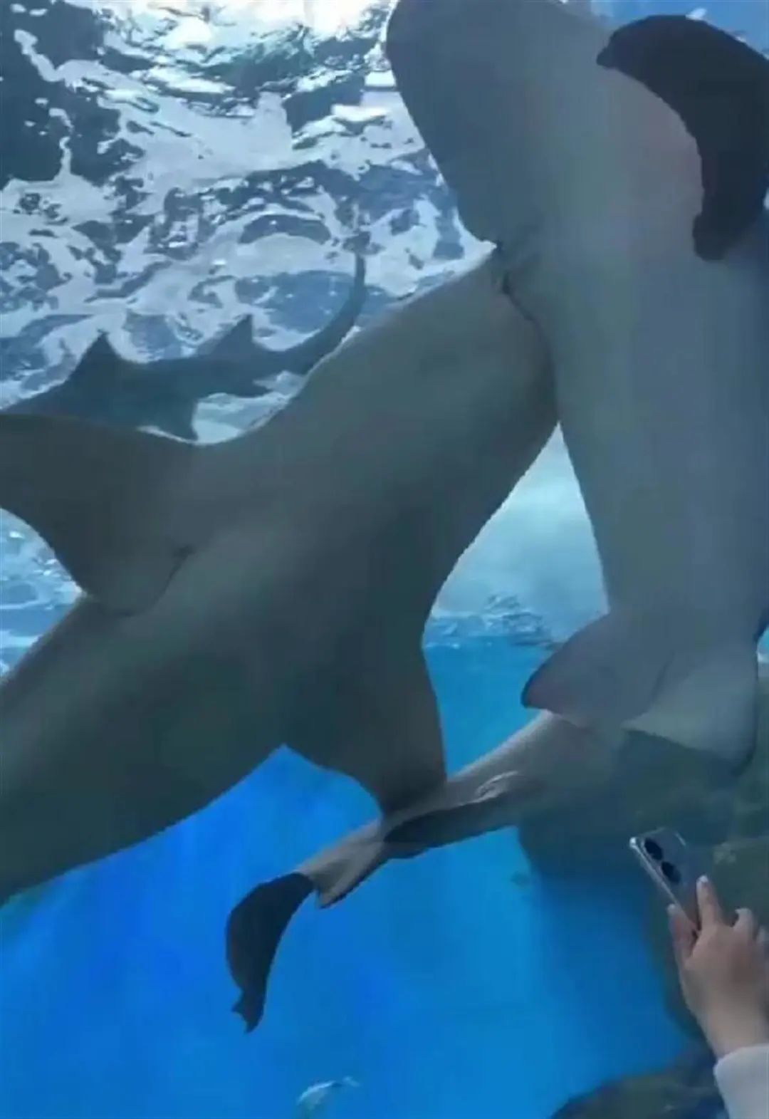 宁波海关走私案,吴某某被逮捕现场视频