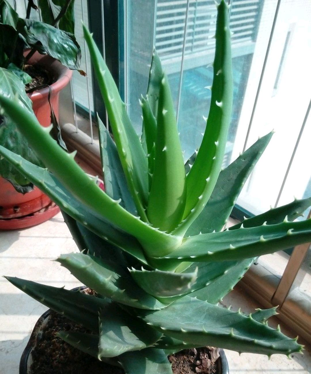 喜欢养花的人都会养什么花,喜欢养花的能不能养猫