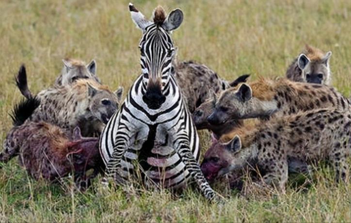 狮子都怕的鬣狗！靠掏肛术称霸非洲，实属无奈之举？