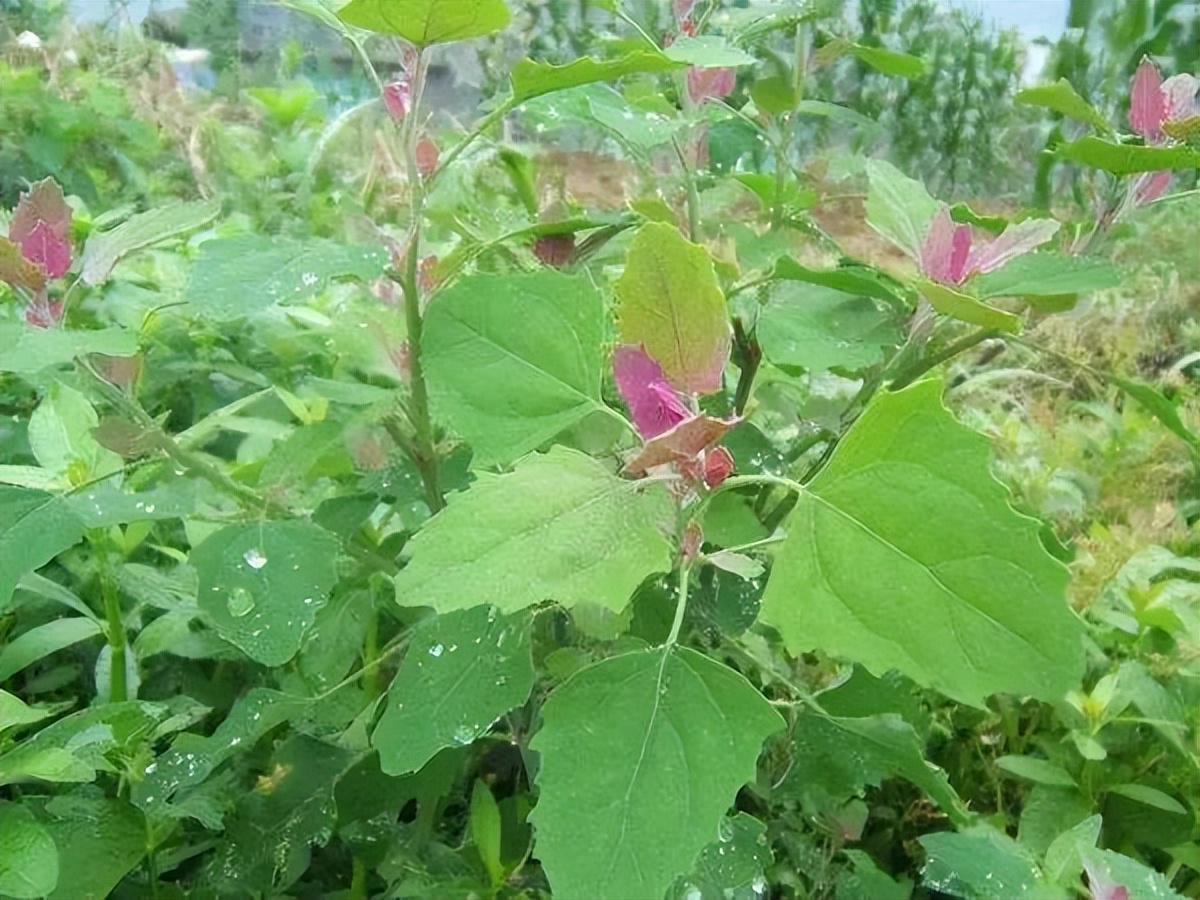 过去烧灰来洗衣服,如今成了热门野菜,春季15元一斤