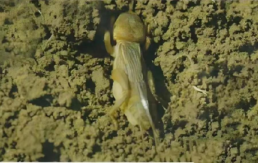 虫形挖掘机——蝼蛄