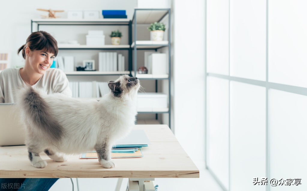 宠爱有家猫咪领养,宠爱有家猫咪