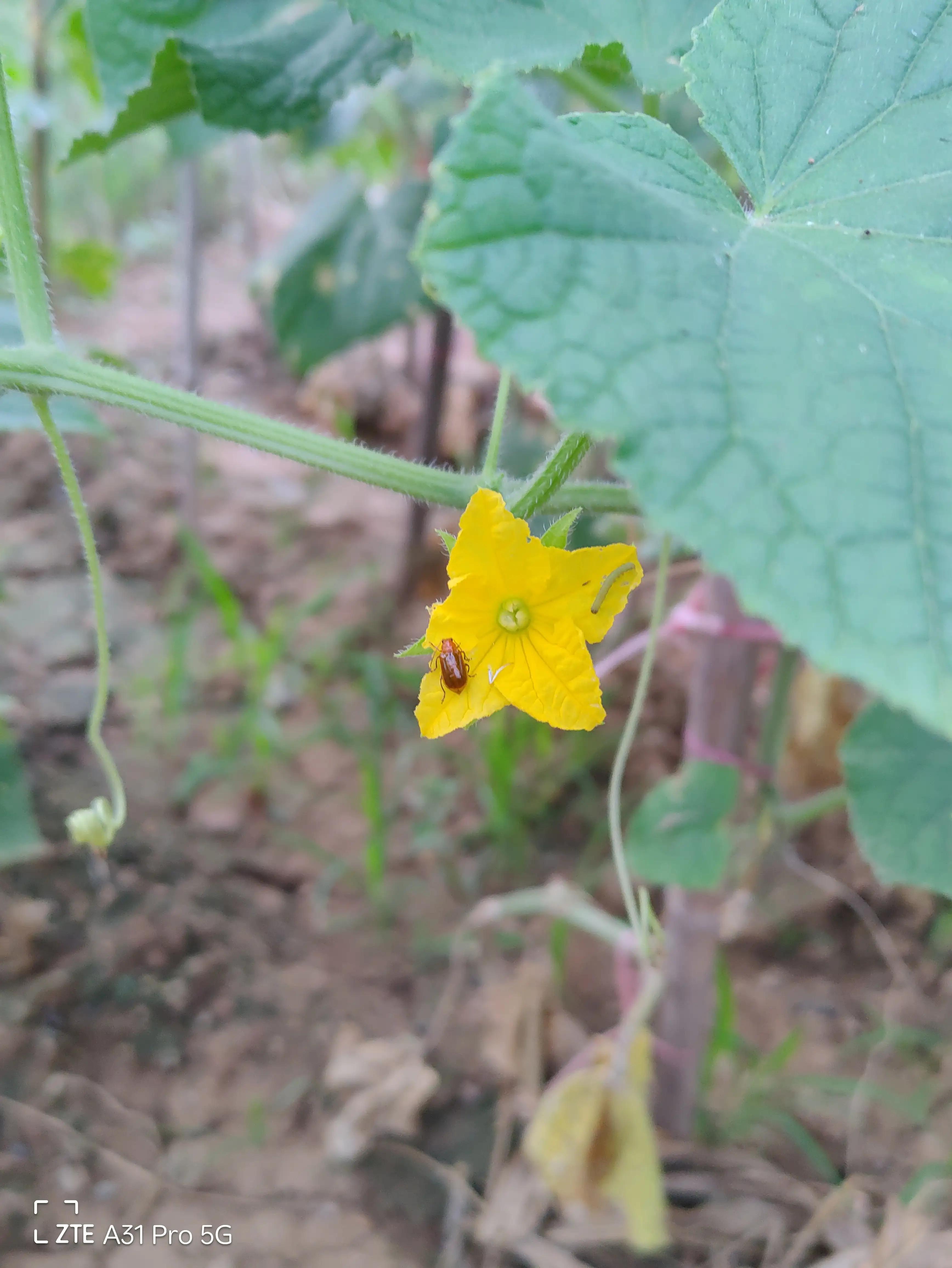 落花生的原名,落花生是什么意思
