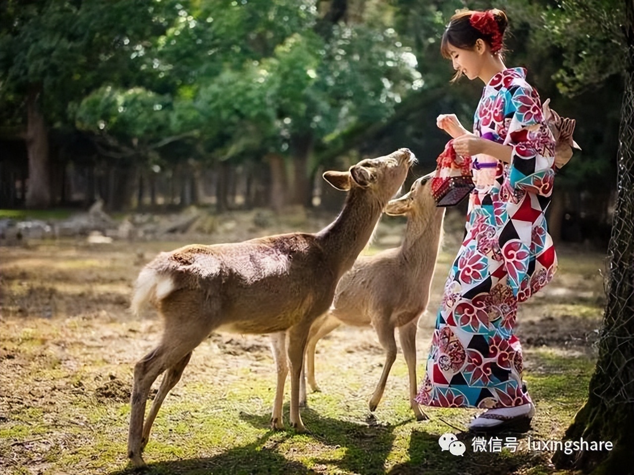 旅游攻略日本签证,日本签证教学视频