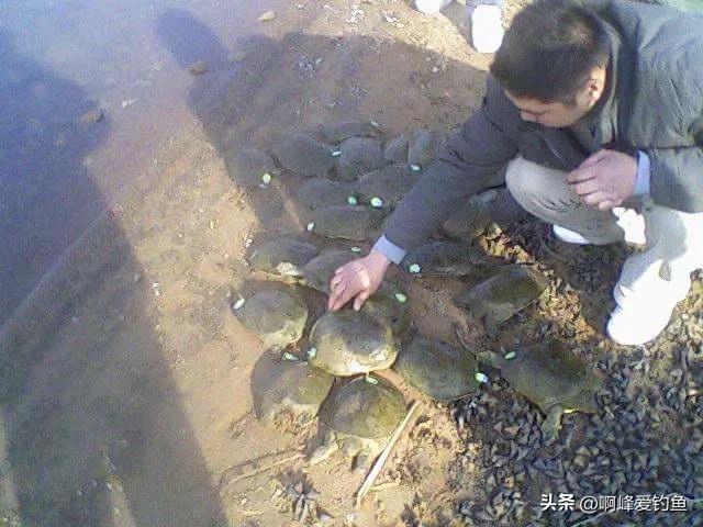 佛罗里达鳖会泛滥成灾吗,佛罗里达鳖在我国多省出现