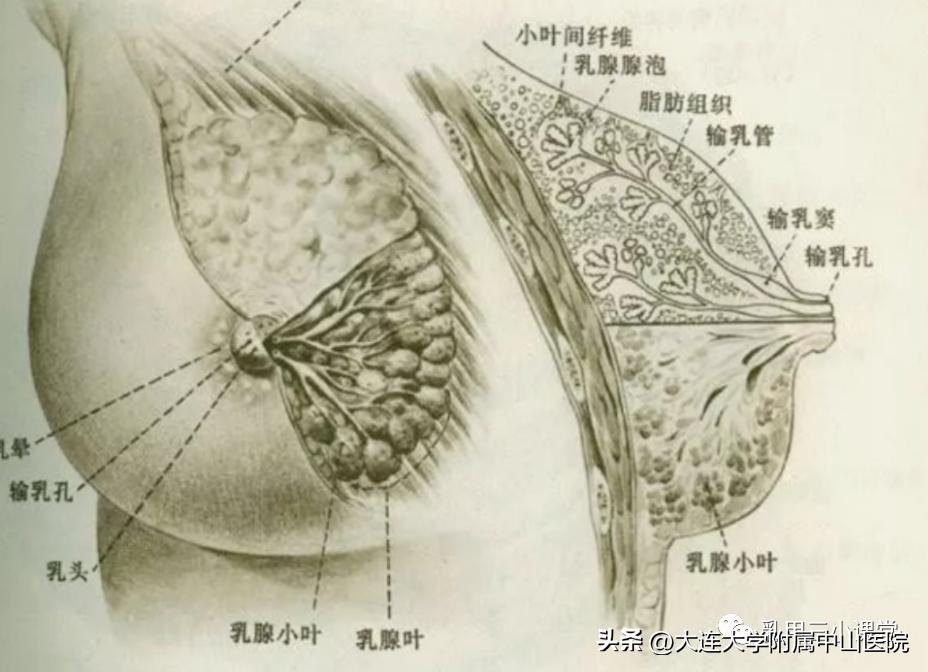 乳腺科普会,乳腺微创手术科普知识