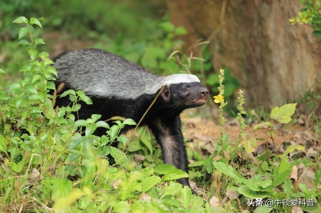 蜜獾平头哥怕啥毒蛇,平头哥蜜獾的4大天敌