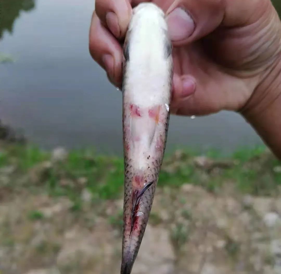 细菌性败血症鱼怎么治,淡水鱼败血症治疗