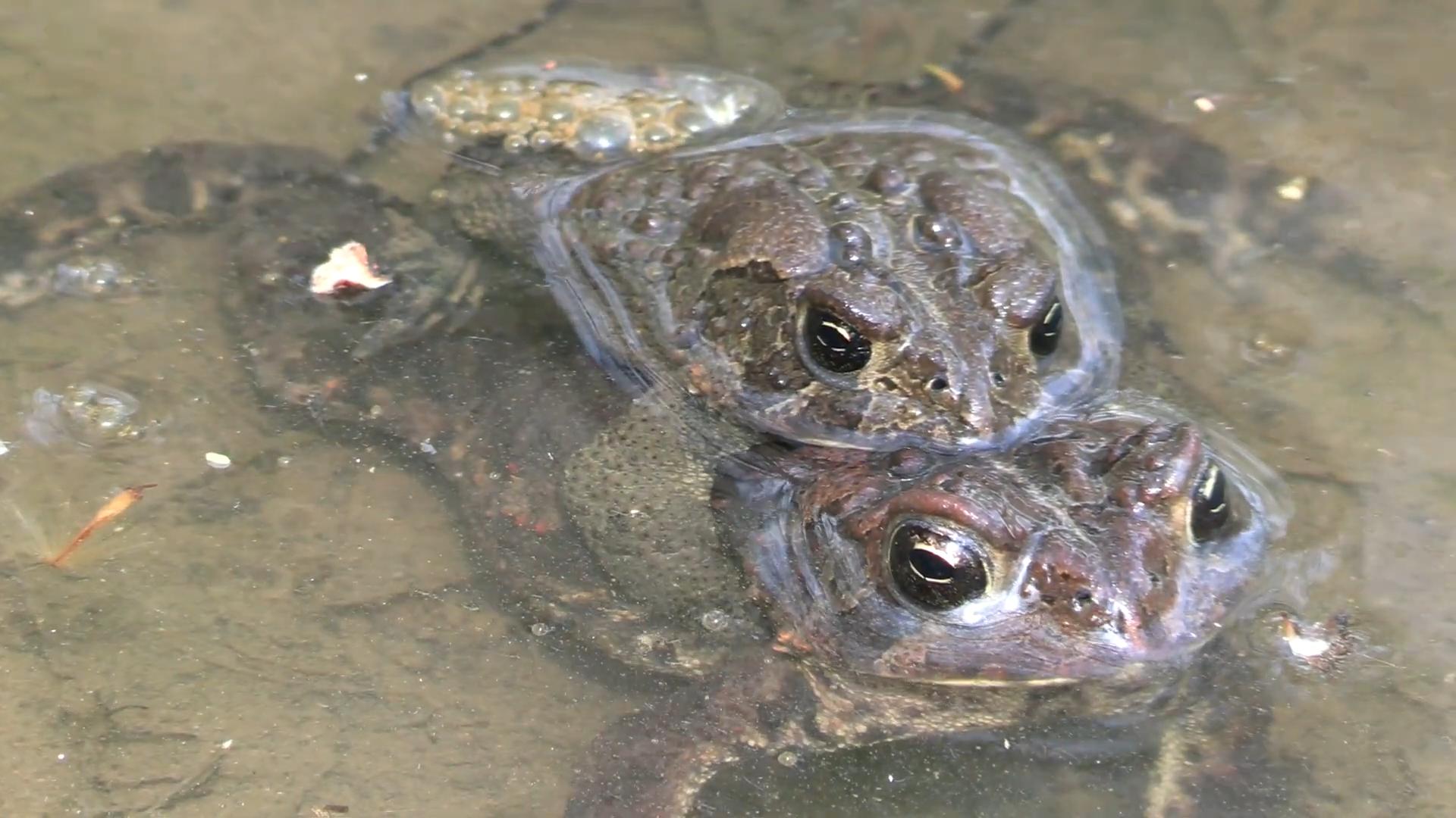 男子钓鱼钓上来个蛤蟆,男子钓到金蟾抱鲫