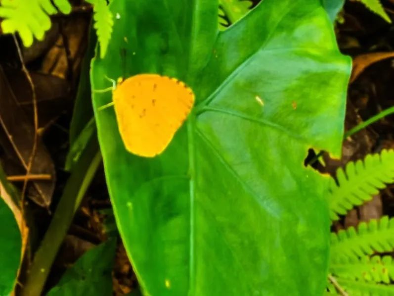火炉山徒步登山路线图解,徒步中山铁炉山