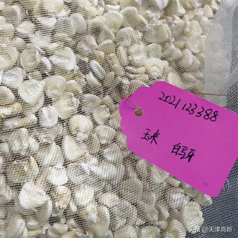 天津开展“原种”保卫战已搜集整理656份种质资源