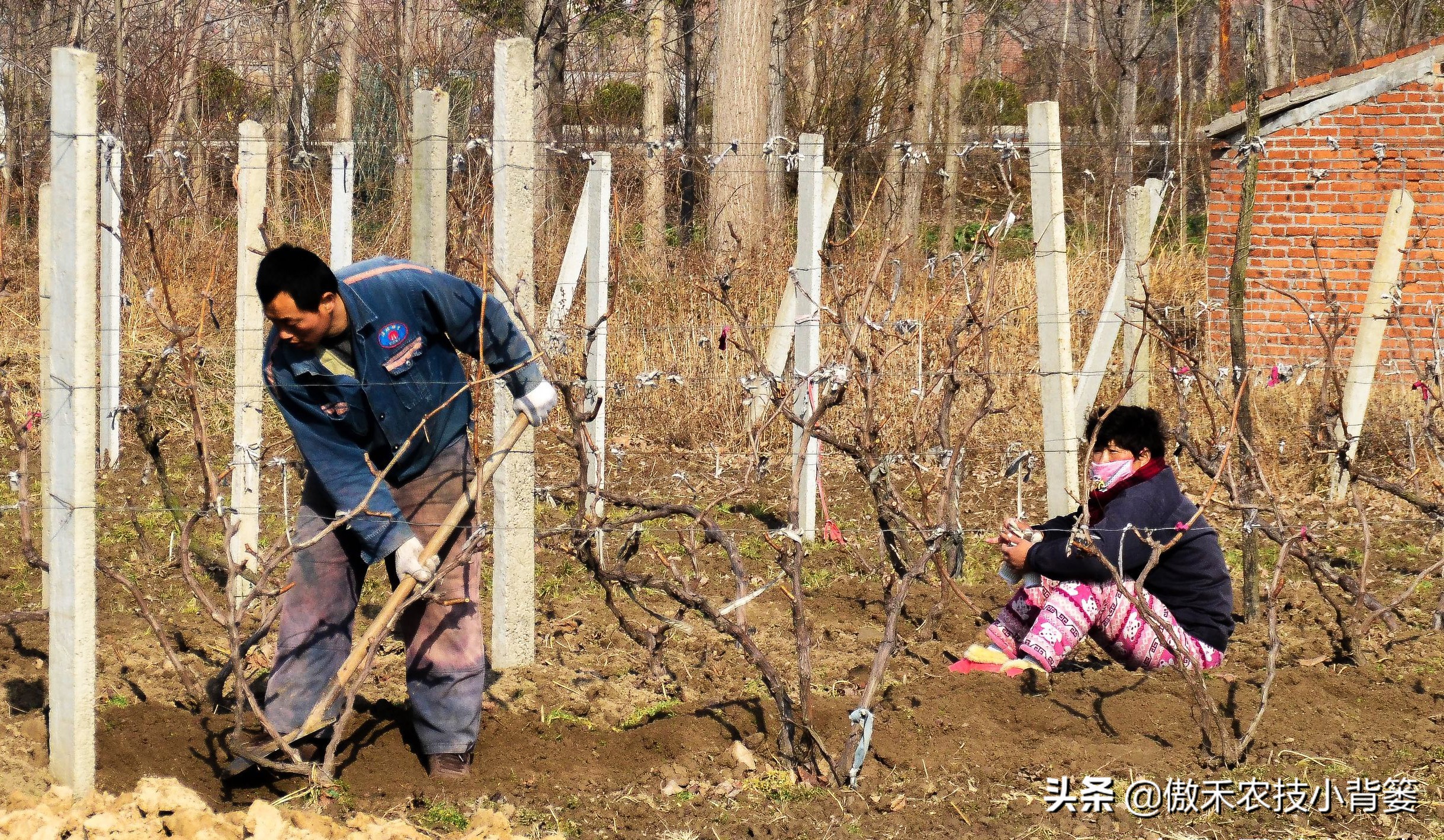 怎样让葡萄长势又好产量又高？春季果园管理重点抓好这5点