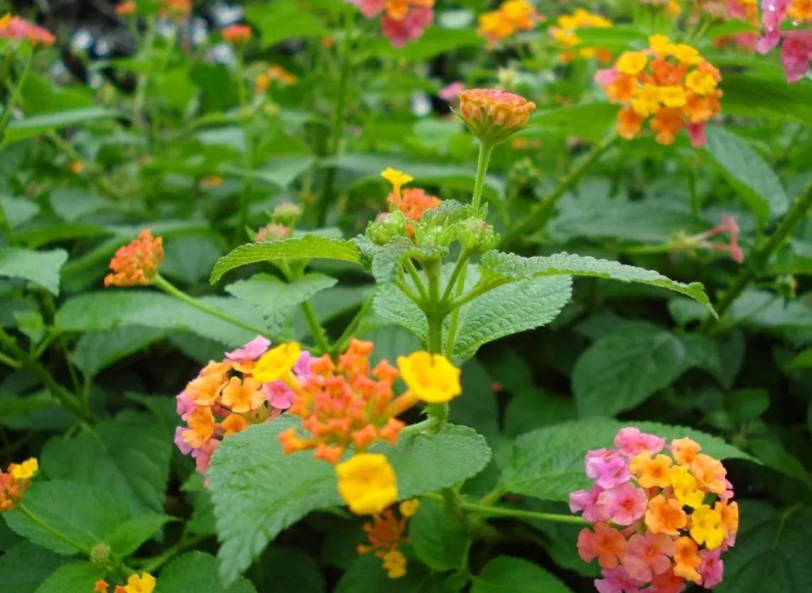 赏花旅游种什么花,春季去公园踏青上百种花让人眼花