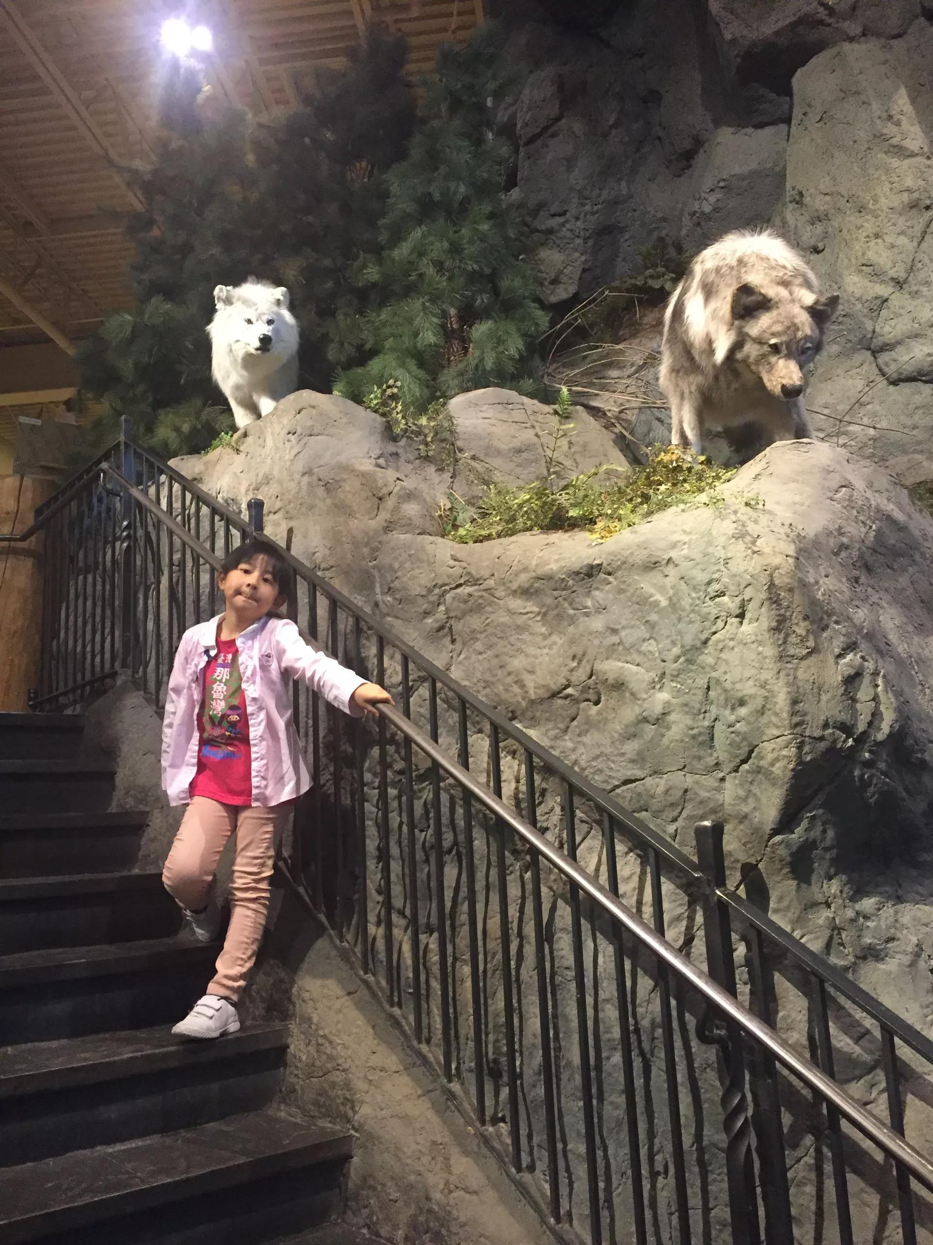 青岛如何带上猫猫去加拿大多伦多,钱猫猫加拿大之旅