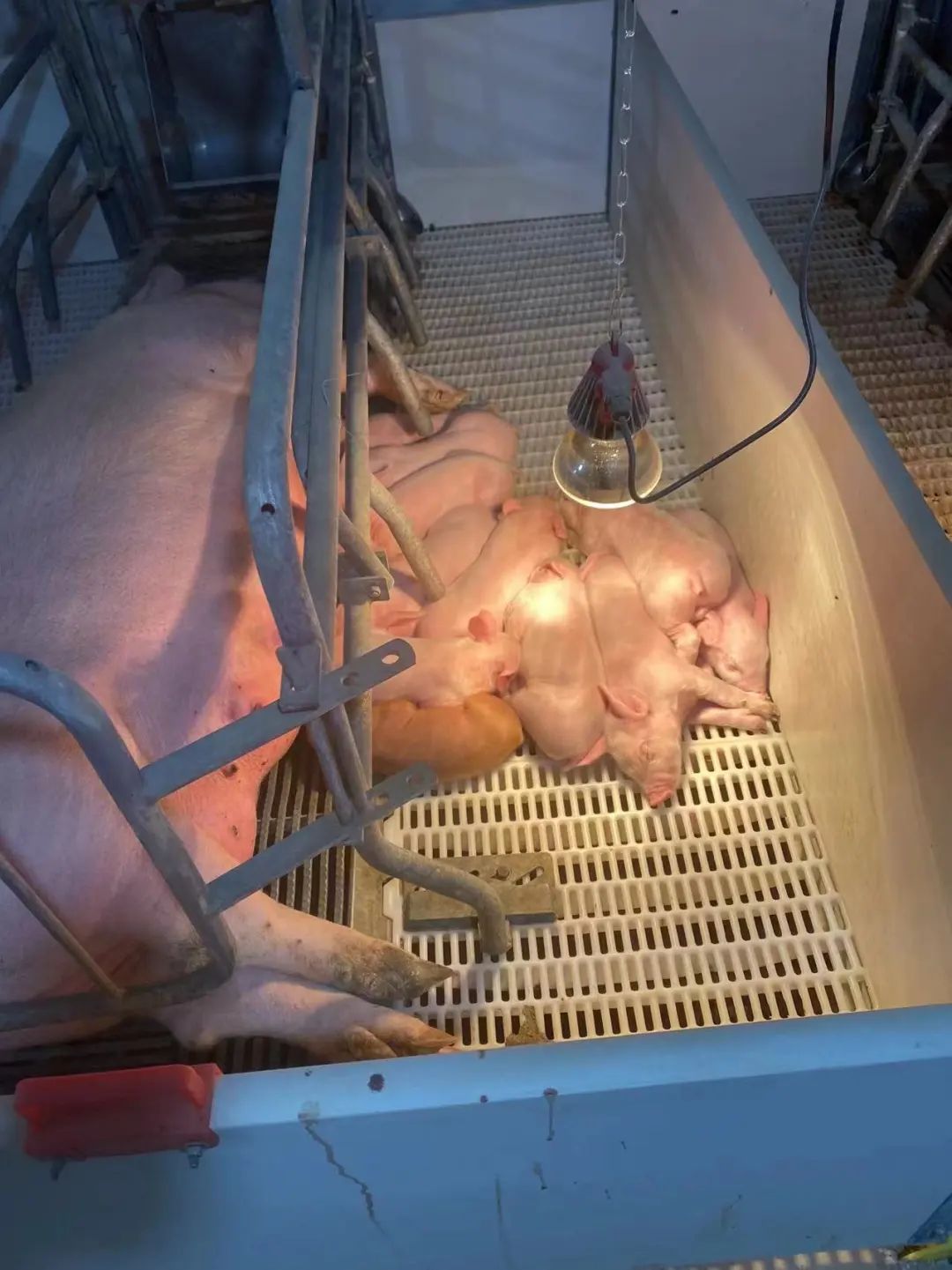 “邯郸民企之星”——磁县华威养殖有限公司董事长李研军