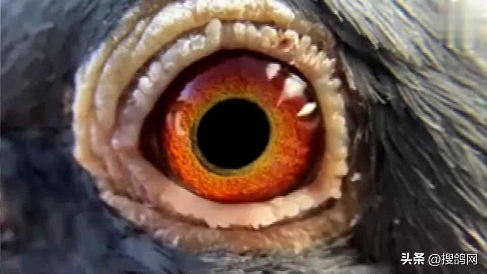 鲁迪狄萨尔信鸽,鲁迪狄萨尔鸽系的特点