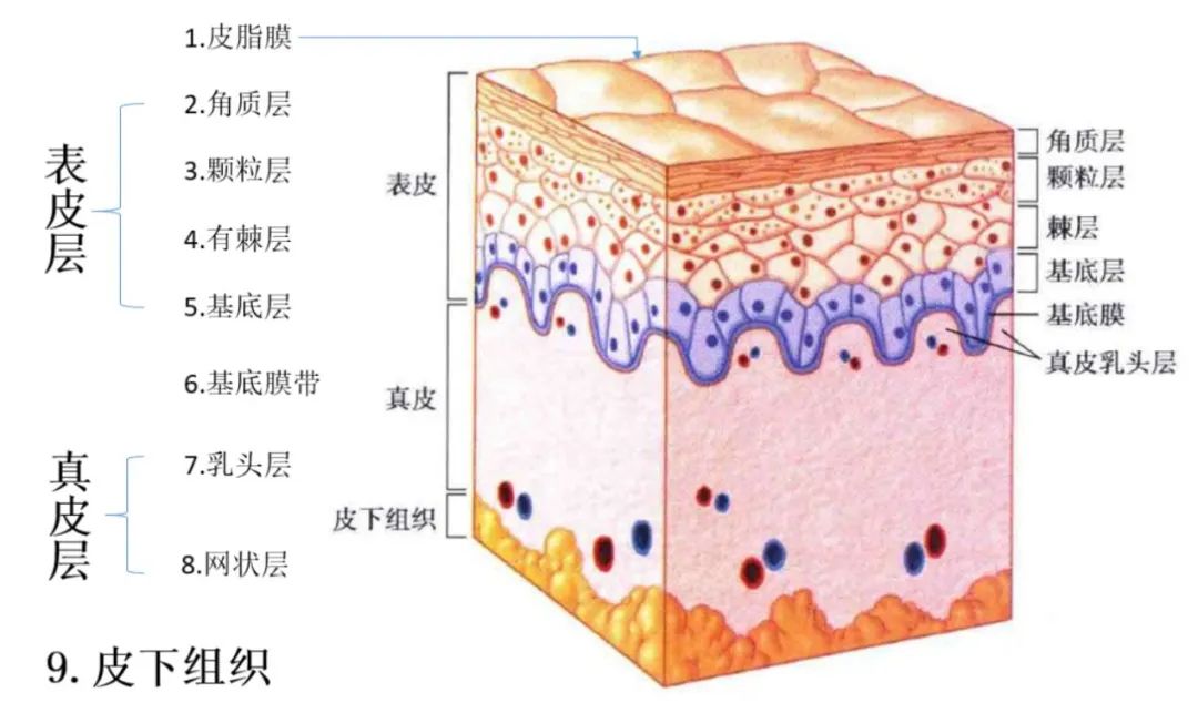 秋冬换季皮肤该怎么护理,秋冬皮肤护理补水