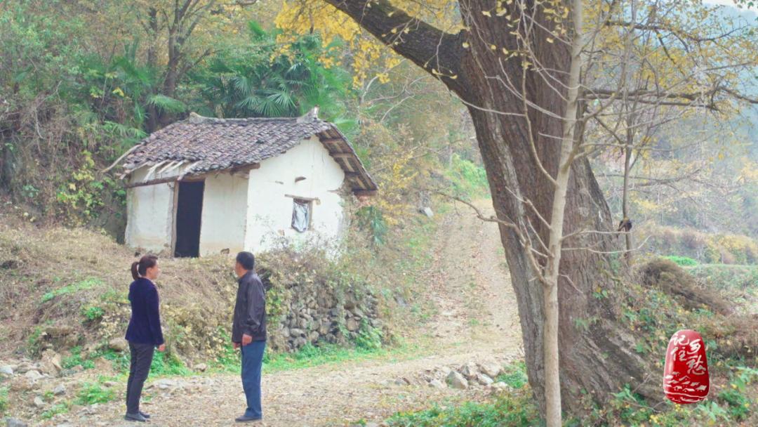 银杏树下休闲生活,银杏树冬季生活视频