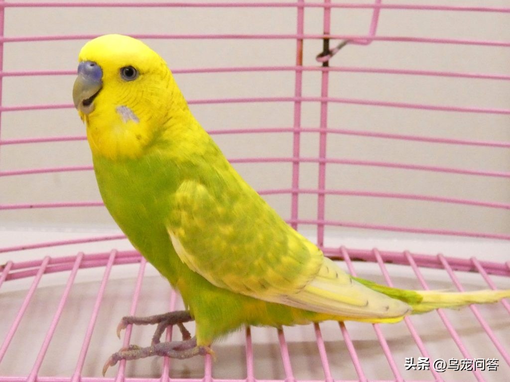 虎皮鹦鹉卫生问题,虎皮鹦鹉常见10个品种图鉴带大图