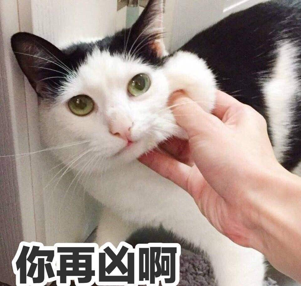 再生气也不能打猫的四个部位,再生气也别打猫的四个部位