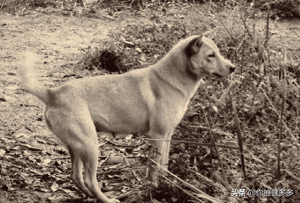 民间真实故事寡妇与狼,民间故事少妇河边哭泣