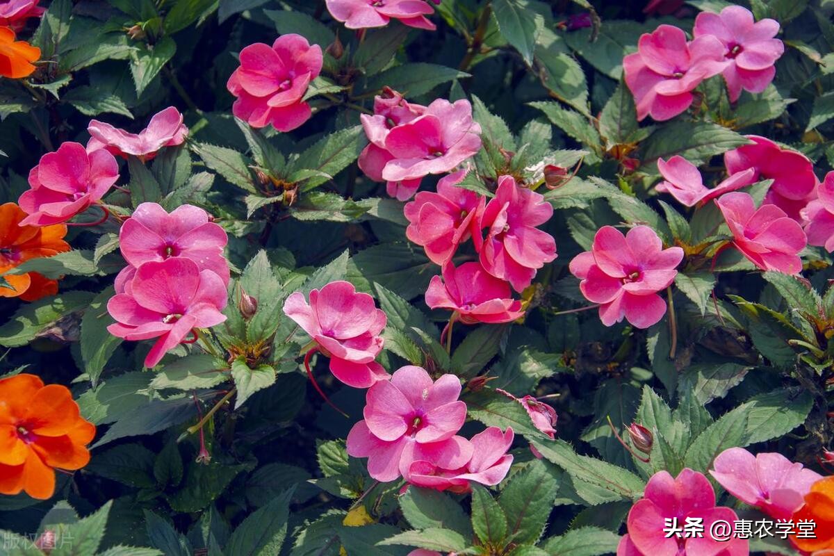 凤仙花播种的步骤,凤仙花播种方法