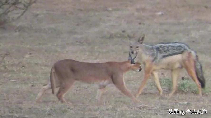 被狼王咬断双腿，终生成为奴隶，狈的一生有多凄惨？