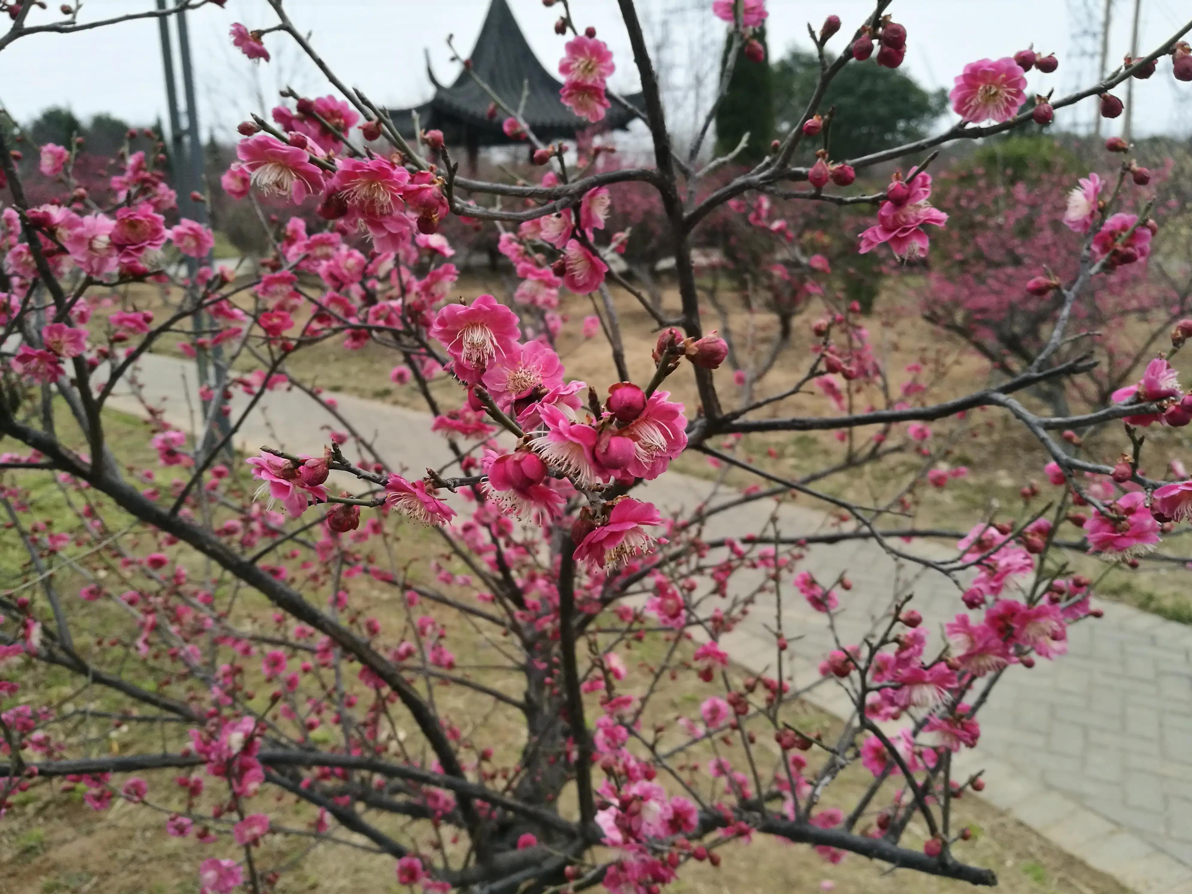 七绝春雨十首,七绝春雨寒烟