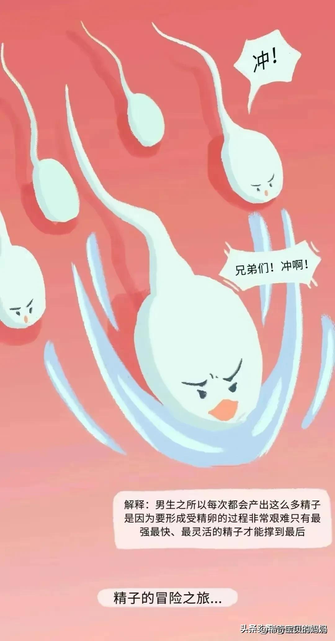 一起来看看“小蝌蚪”进入女性体内的全过程