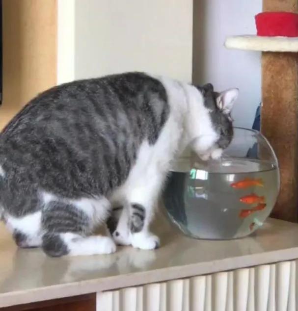 猫咪为什么爱喝铲屎官的水,猫喝流水