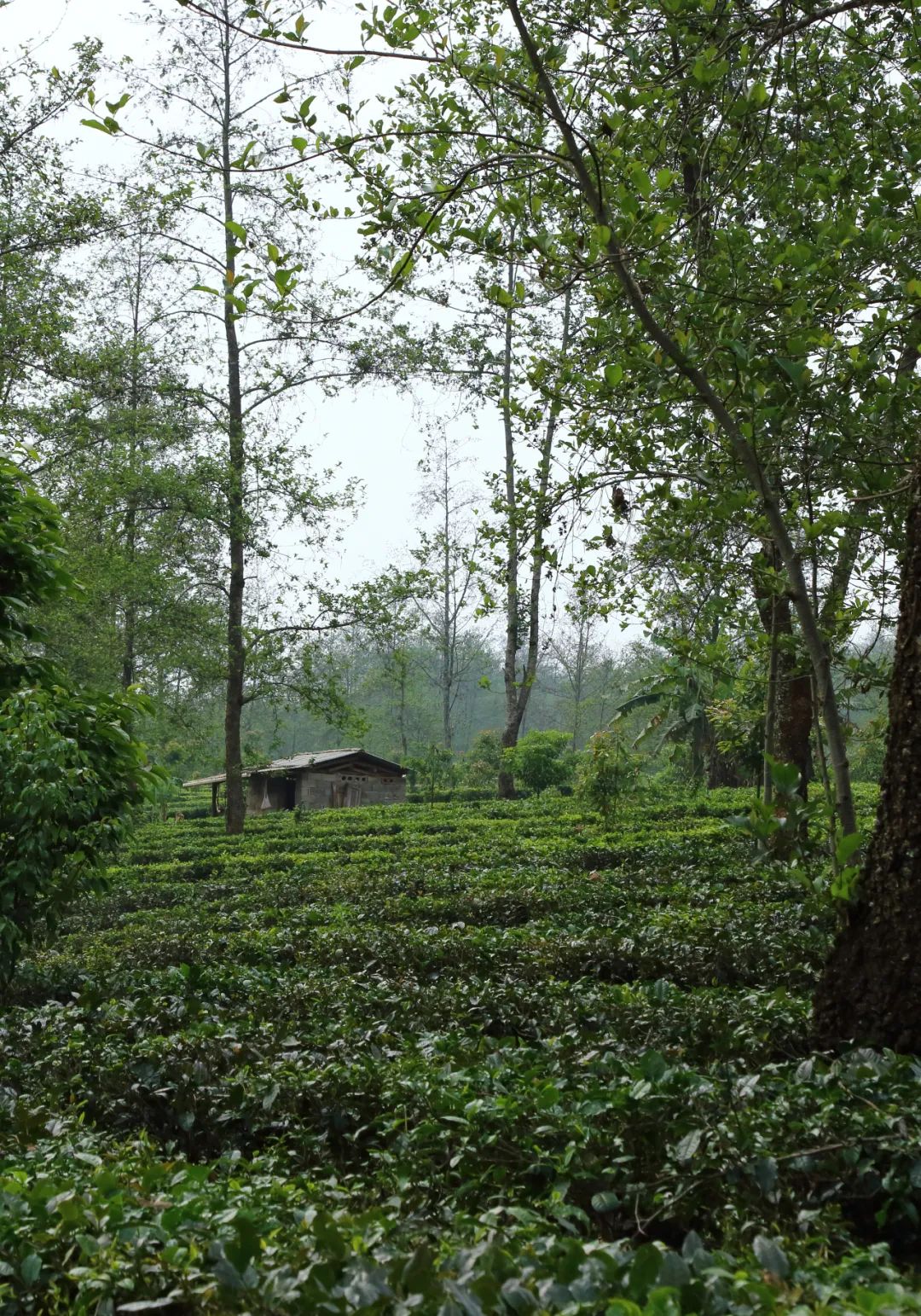 正宗滇红茶金芽,正谷滇红茶