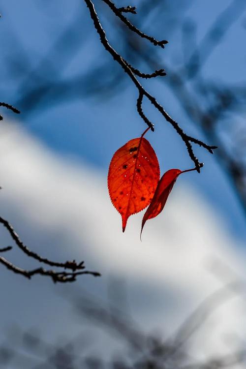 无情的岁月苍老了你的容颜散文,散文往事已然苍老