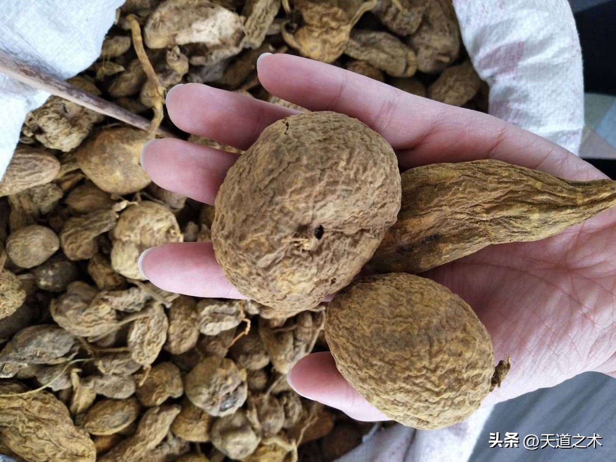 一亩挣百万的中草药,一亩地一年收入一万的药材都有啥