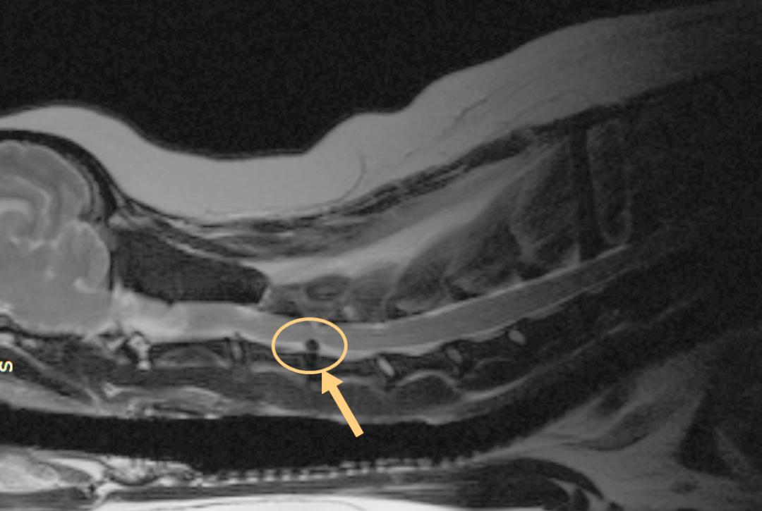 狗狗腰椎骨刺四肢不能站立,狗狗急性椎间盘突出吃什么药
