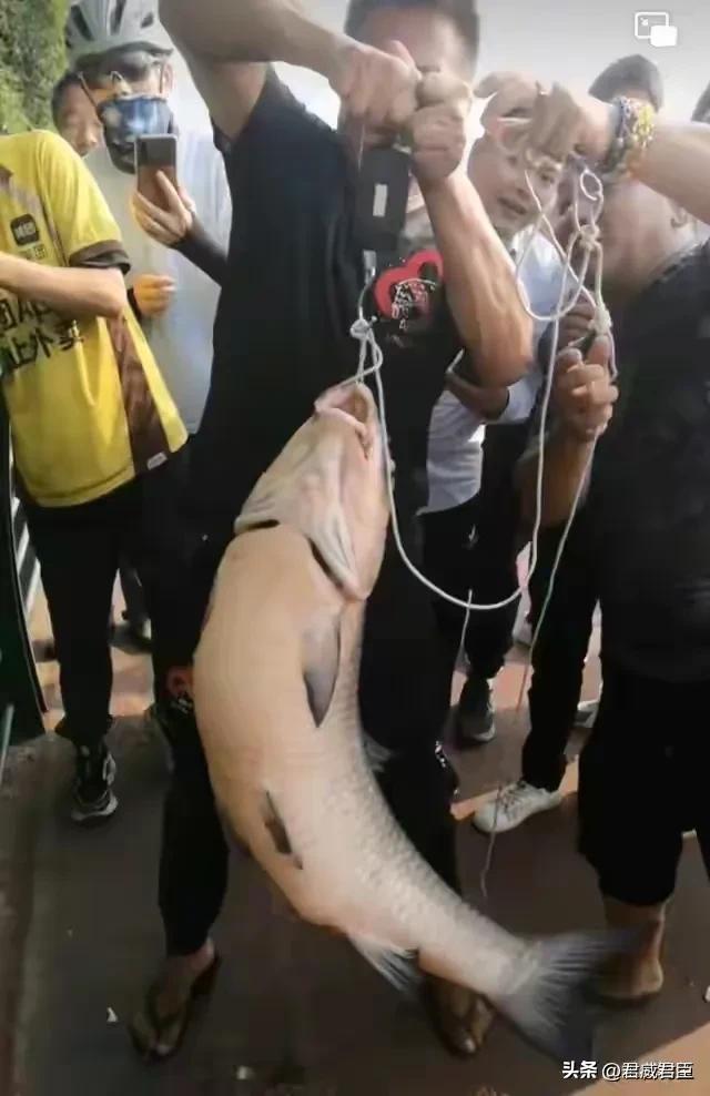 钓鱼趣事最新视频,钓鱼趣事大全图解