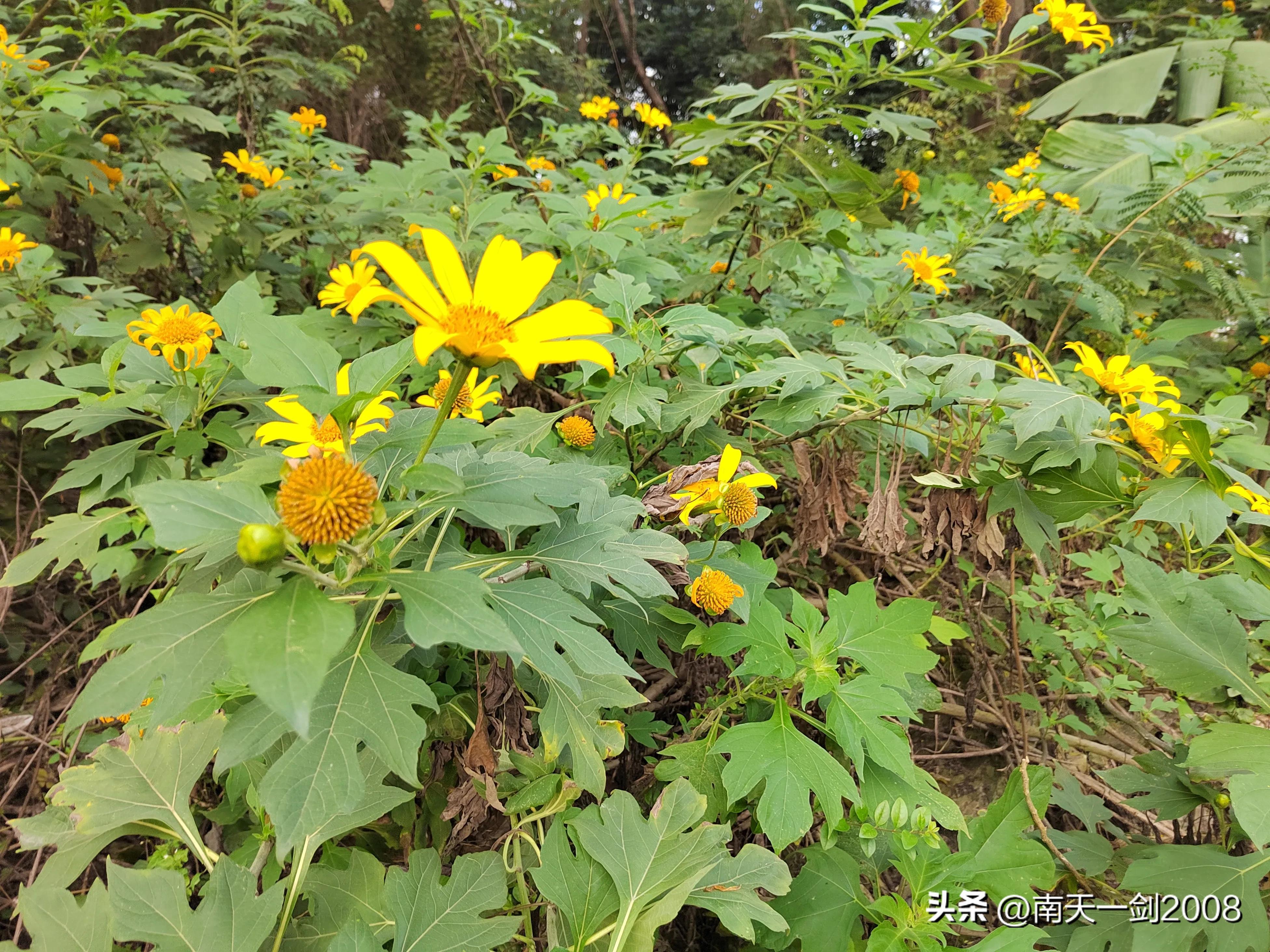 作家、书法家苏金茂永春民间对联（第一百七十一）