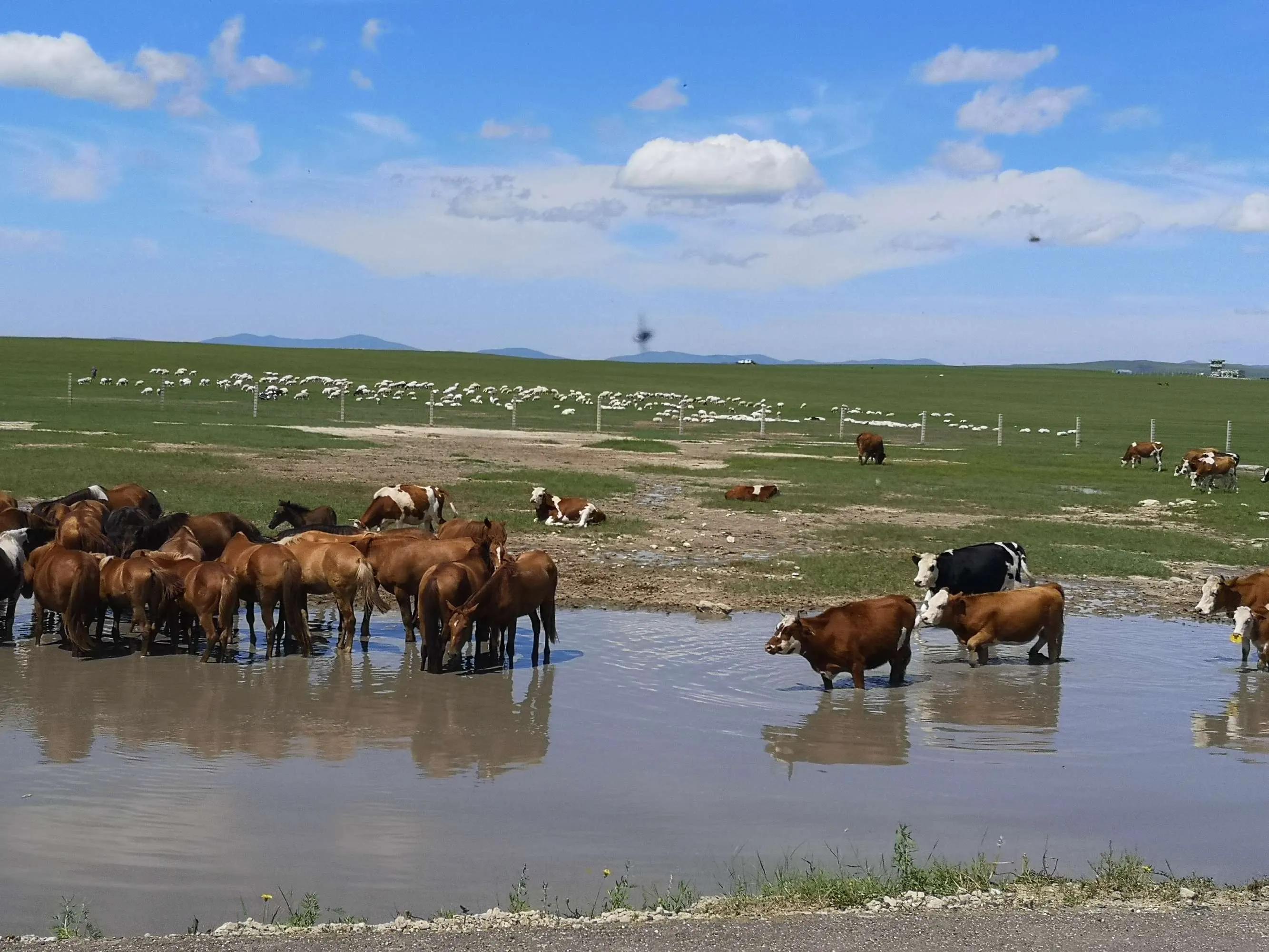 呼伦贝尔六日游自由行攻略 (呼伦贝尔八日游旅游攻略)