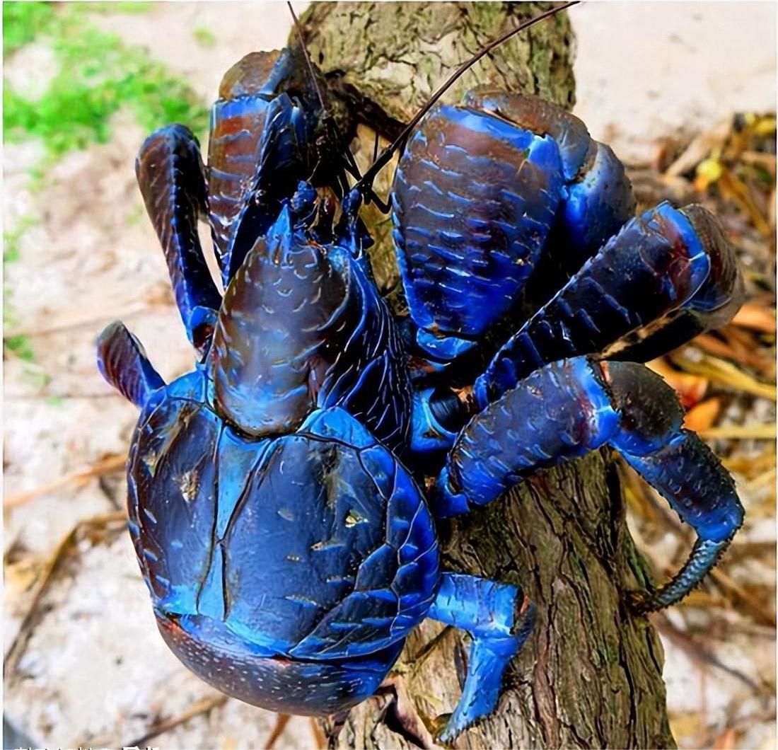 一张图看懂神奇动物,这些罕见的神奇动物到底有多可怕