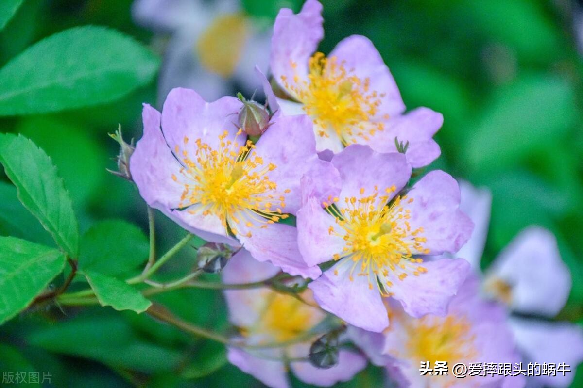 生如夏花灿烂的时候,生如夏花绚烂绽放歌曲视频