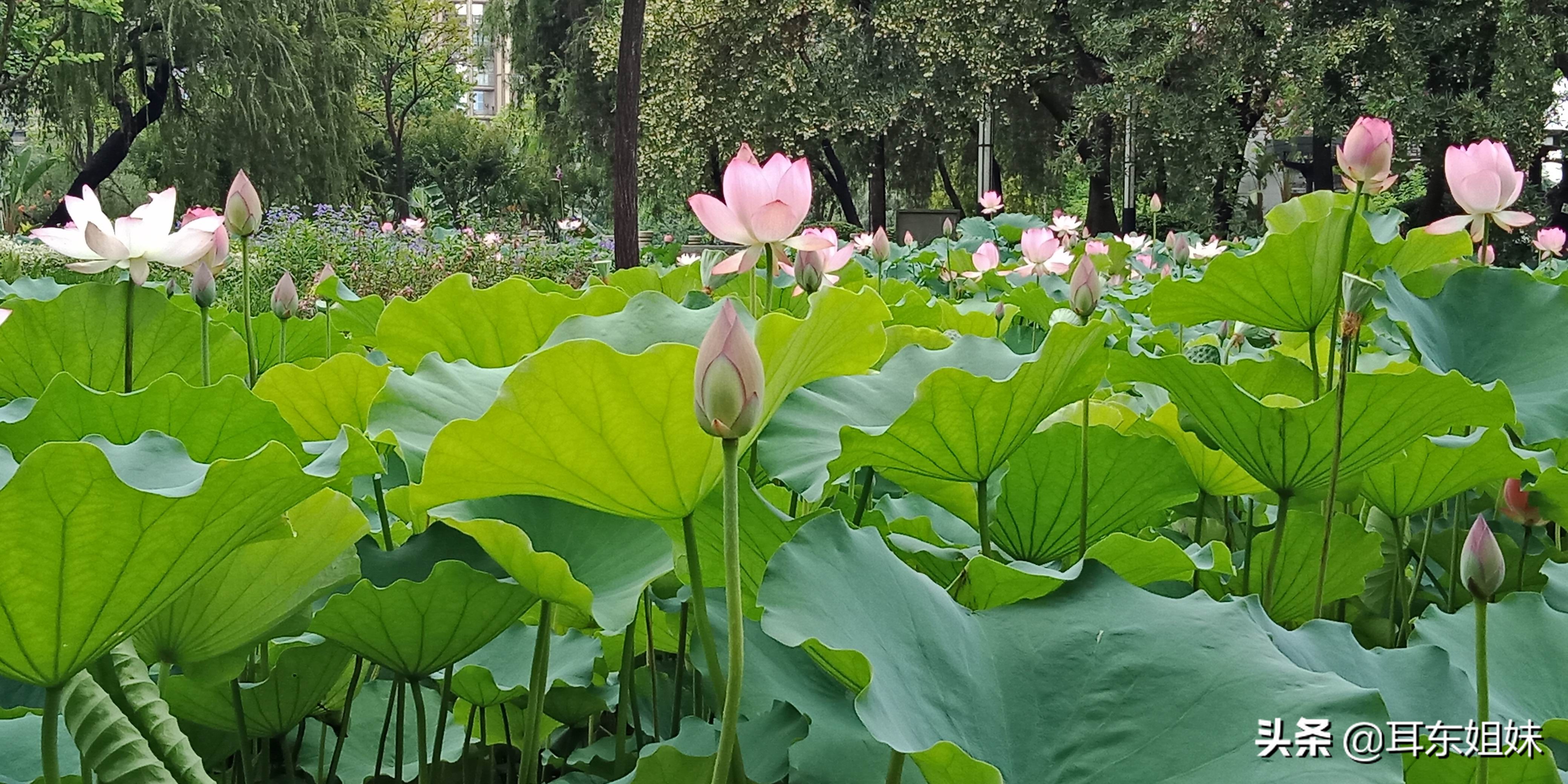 佛山公园里的荷花已悄然绽放,佛山人去旅游