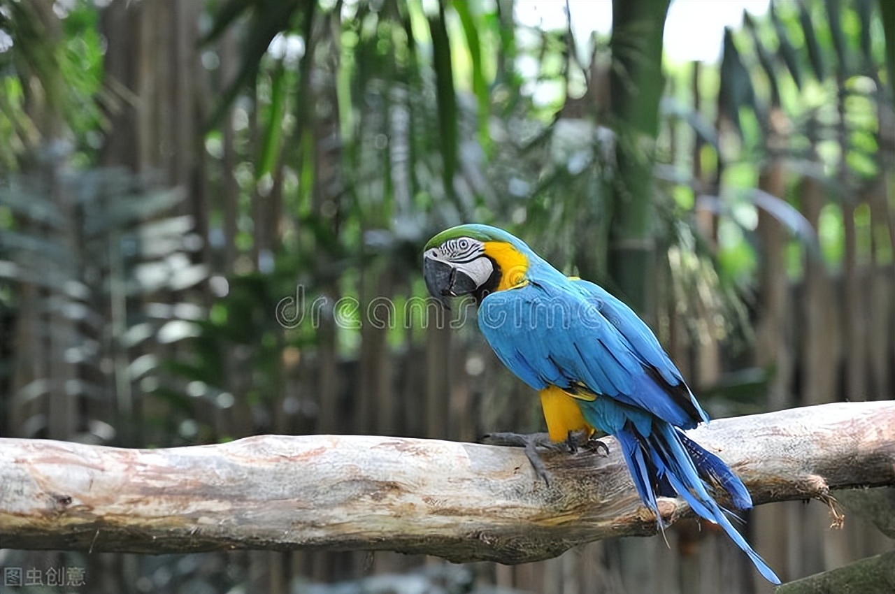 鹦鹉洗澡用沐浴沙好还是水好,鹦鹉洗澡拉水便怎么办