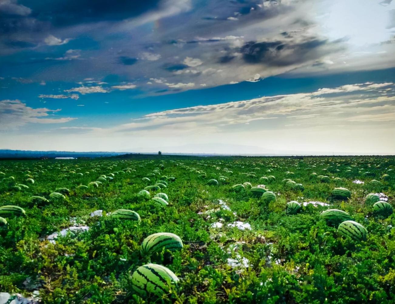 戈壁西瓜为什么会被禁种,戈壁西瓜有多大危害