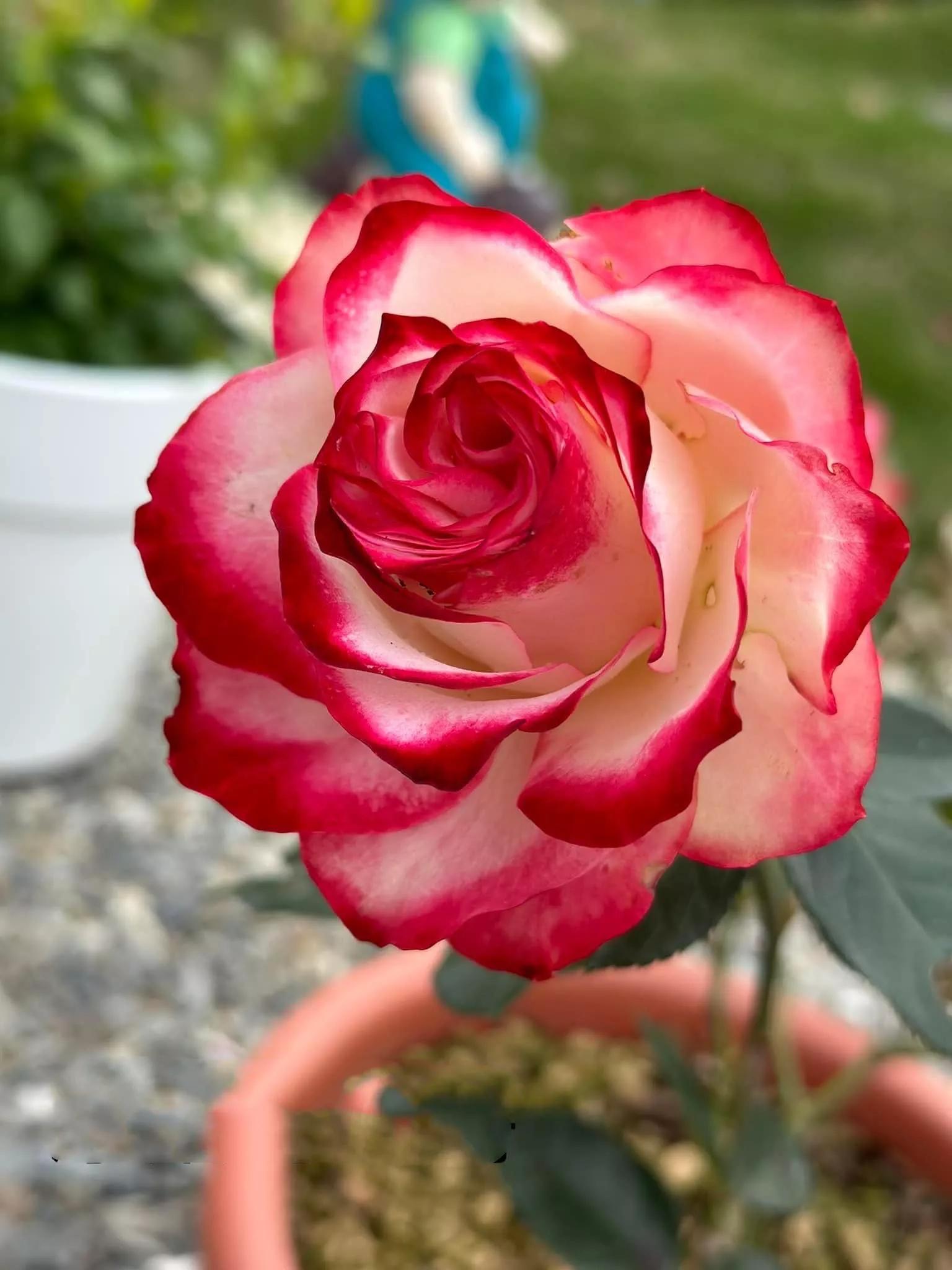 月季品种醉花,月季品种大全及图片欣赏