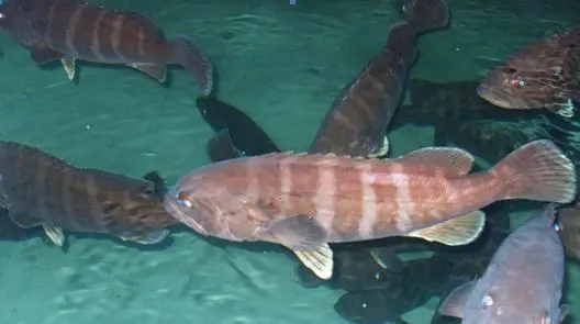 两种环境富集方法对石斑鱼幼鱼认知能力和生长性能的影响