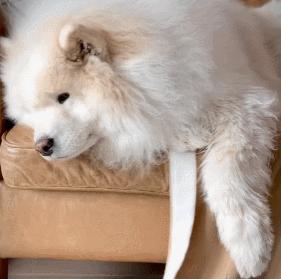 派出所警犬擦手,警犬被拿去擦手