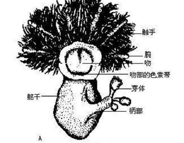 辽宁男人用18万买下了奇石,辽宁男子花5000万买下原石