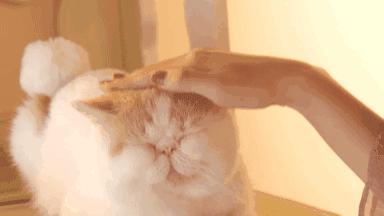 养了就想扔掉的五种猫请谨慎饲养,千万别养这种猫会毁掉你的生活